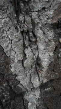 Bark close up of black poplar tree 写真素材