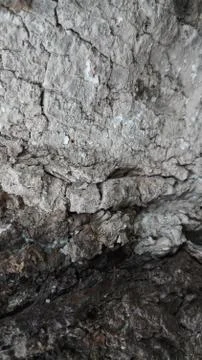 Bark close up of black poplar tree Stock Photos