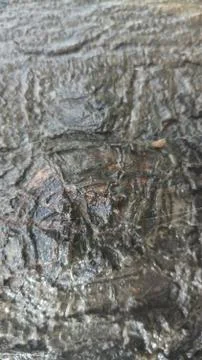 Bark close up of black poplar tree Stock Photos