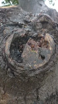 Bark close up of black poplar tree Stock Photos