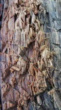 Bark close up of black poplar tree 写真素材