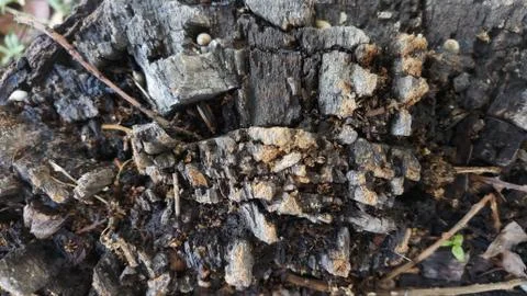 Bark close up of black poplar tree Stock Photos