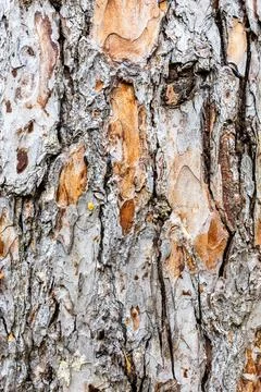 Bark close-up of himalayan pine tree trunk Foto stock