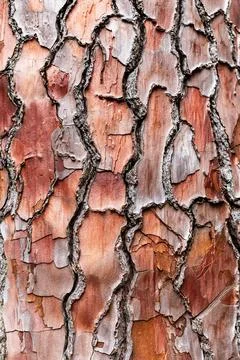 Bark close-up of maritime pine tree trunk Foto stock