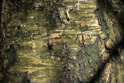 Bark Close-Up Stock Photos