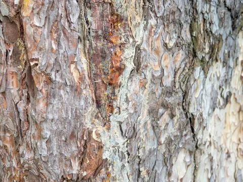 Bark close-up. Skin of a tree The bark of a southern tree is cracked. Protect Stock Photos