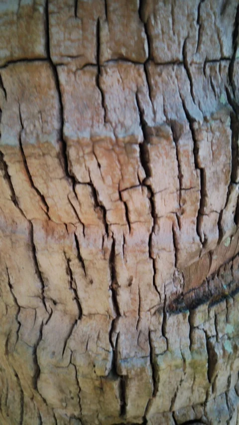 The bark of a coconut tree displays deep, intricate cracks Stock Footage 330920125