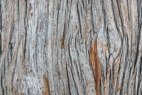 Bark colorations Stock Photos