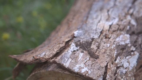 Bark coming off from a fallen tree trunk Stock-Footage 87121078