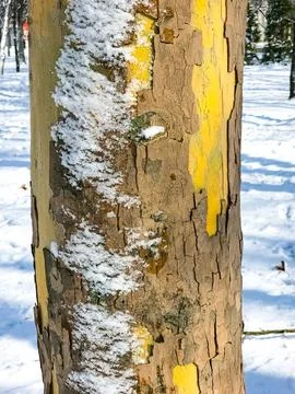 Bark of a common plane tree or Platanus hispanica in winter in the snow on .. Foto stock
