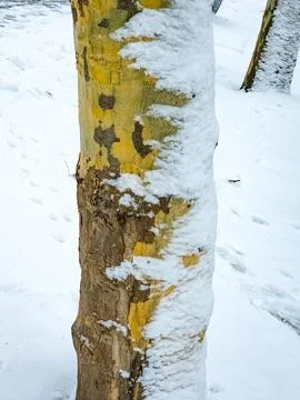 The bark of a common plane tree or Platanus hispanica in the snow in winter. Stock Photos
