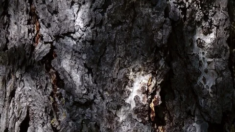 Bark of conifer tree. Camera slowly moving lengthwise the trunk in 4K Видео 78506553