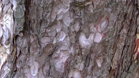 The bark of a coniferous tree, close-up, in a botanical garden Stock Footage 233617224