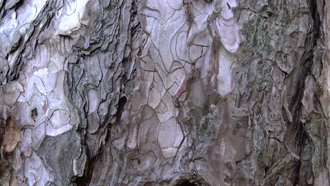 The bark of a coniferous tree, close-up, in a botanical garden Stock Footage 233617292