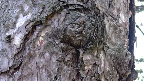 The bark of a coniferous tree, close-up, in a botanical garden Stock Footage 233617700