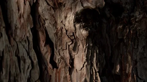 The bark of a coniferous tree. Video stock 251639206