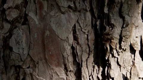 The bark of a coniferous tree. Stock Footage 251832998