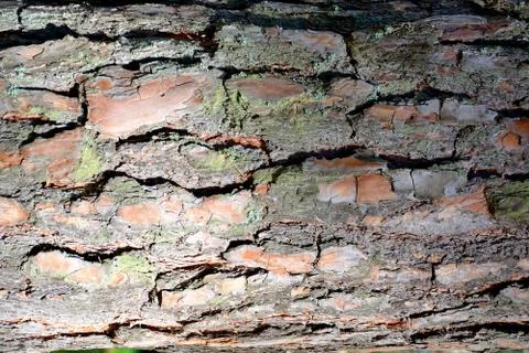 Bark of a coniferous tree.	 Stock Photos