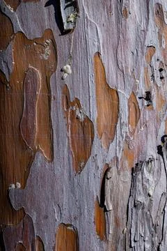 Bark of a coniferous tree, pine (Pinus sp.), with patches of exfoliating ol.. 스톡 사진