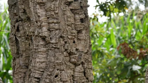 Bark on cork oak tree in rural Portugal. Stock Footage 248446872