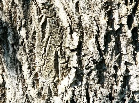 Bark of cork tree abstract background Stock Photos