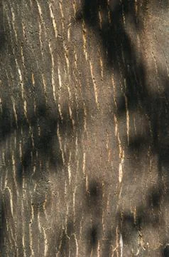 Bark of cork tree detail  Stock Photos