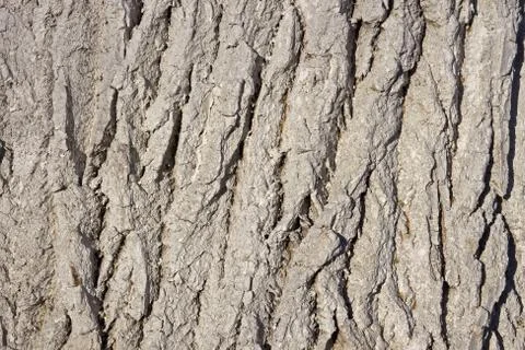 Bark covered with lime Foto stock