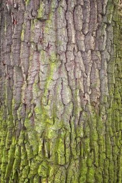 Bark covered with moss Stock Photos