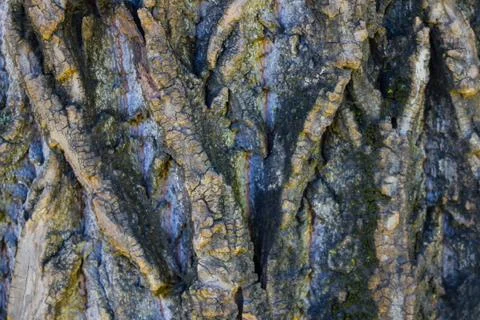 The bark is covered with moss. Stock Photos