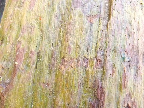 The bark is covered in moss Stock Photos