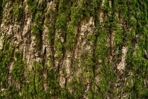 Bark covered with moss on the trunk of a tree close up Stock Photos