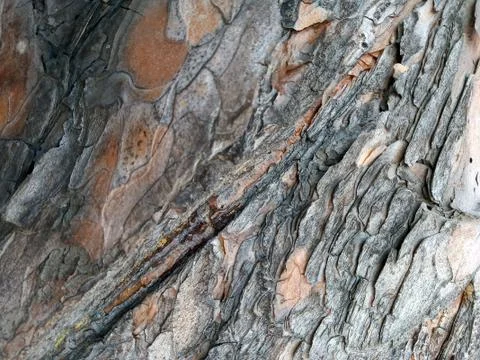 Bark with crack Stock Photos