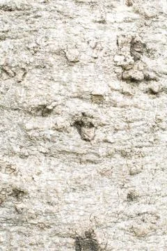 Bark of Crateva adansonii in forest texture Stock Photos