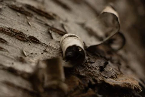 Bark curls Stock Photos