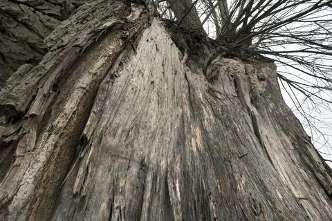 Bark damage on Willow tree Foto stock