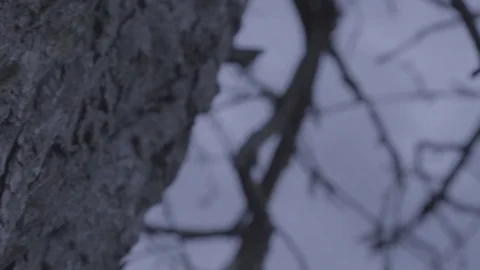 Bark of dead tree Stock Footage 80279342