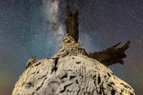 Bark of a dead tree trunk under starry galaxy night Stock Photos