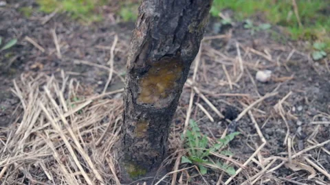 The bark of the deciduous fruit tree has frostbite and sunburn. A large crack on Stock Footage 100903475