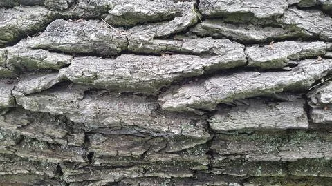 Bark of a deciduous tree. Background of rough bark texture Stock Photos