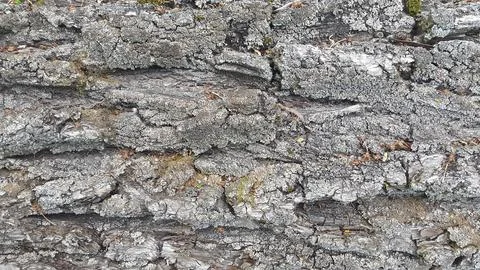 Bark of a deciduous tree. Background of rough bark texture Foto stock