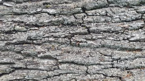 Bark of a deciduous tree. Background of rough bark texture Stock Photos