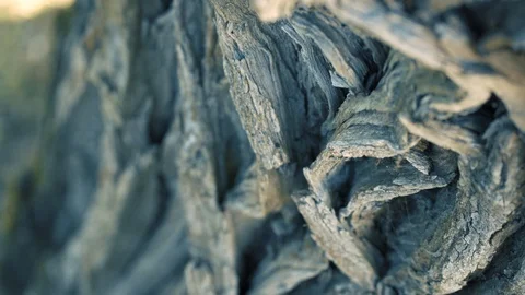 Bark design of a tree in macro perspective Video stock 94313788