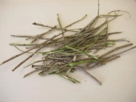 Bark from elder tree Foto stock