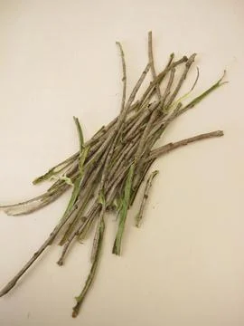 Bark from elder tree Stock Photos