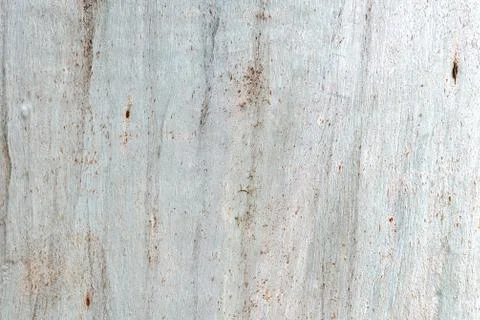 Bark of eucalyptus tree, light gray wooden background, seamless texture. Stock Photos
