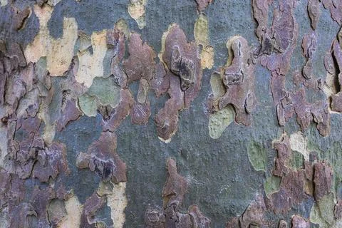 Bark of eucalyptus tree. Natural background. Stock Photos