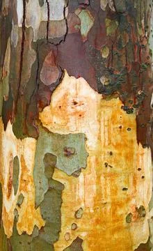 Bark of eucalyptus tree Stock Photos