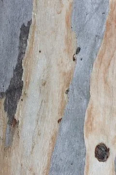 Bark of a eucalyptus tree. Stock Photos
