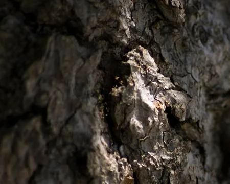 Bark Face 写真素材