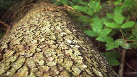 Bark of a Fir Tree in Closeup Stockbeeldmateriaal 127854122